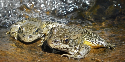 Two brown and yellow frogs sit next to each other on rock