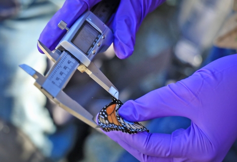 A person wearing purple gloves measures an orange, black and white butterfly with a metal caliper