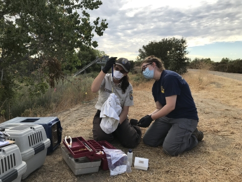 Two female biologists look at a hand-held scale that's weighing a riparian brush rabbit. The women sit on a dry, grassy levee near some green trees. 