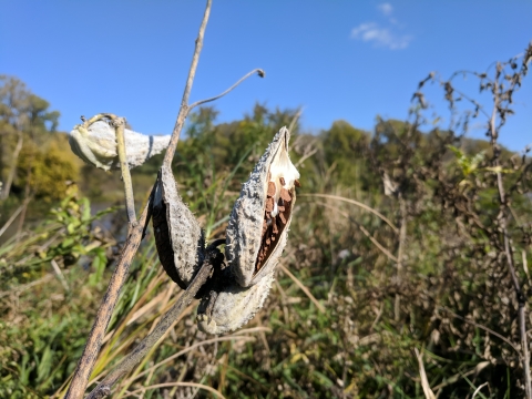 Common milkweed seed pods