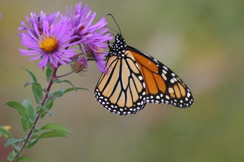 A monarch butterfly sips nectar from New England aster