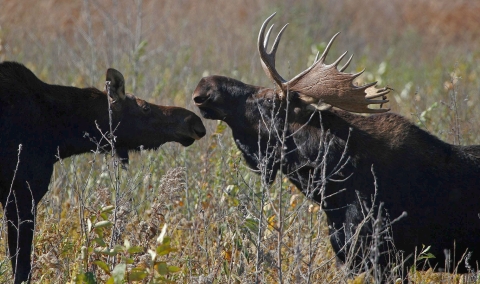 Two moose -- a female and a male -- face to face in a grassy field