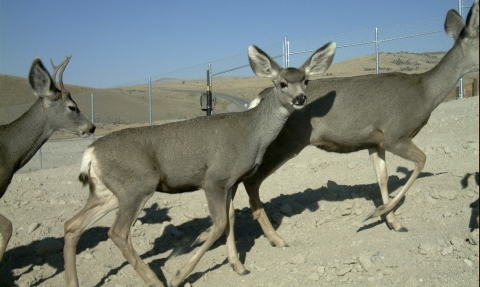 three deer on gravel overpass