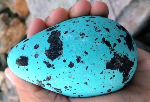 A large aqua blue egg with black markings on it