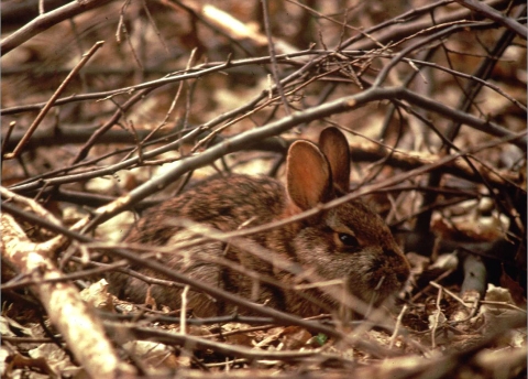 a rabbit hidden in the brush