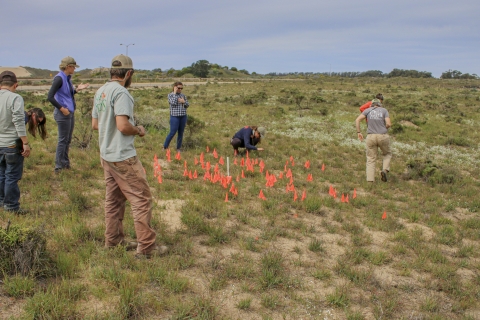 Several biologists put orange marker flags into the ground