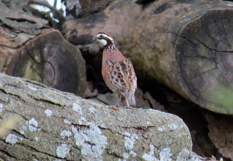 Northern Bobwhite bird perched on a log looking away 