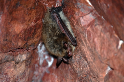 A northern long-eared bat in a cave