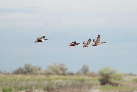Four ducks with large bills fly over the marsh. The two leading ducks are mostly brown. The two that follow have green heads, yellow eyes, a white breast, and chestnut-colored bellies.