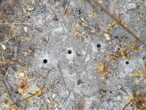 Four small holes in the ground