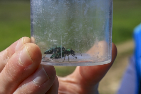 Two small green beetles in a cup