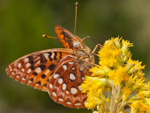 A spotted orange butterfly sits atop a goldenrod bloom