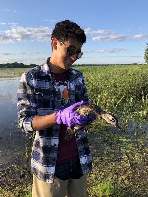 A young man in sunglasses and purple plastic gloves holds a duck near the water's edge.