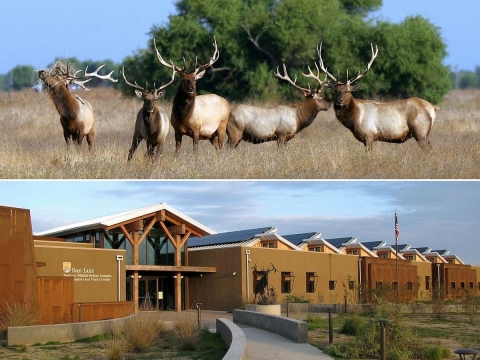 Two photos. Top photo top shows five tule elk bulls with large antlers standing in a grassland. Bottom photo shows modern, long-slung, brown building with several peaked roofs