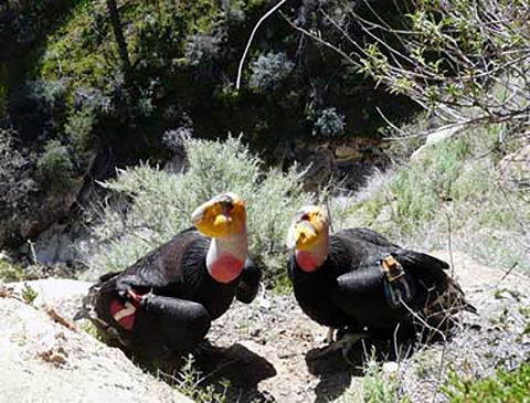 A pair of large black birds