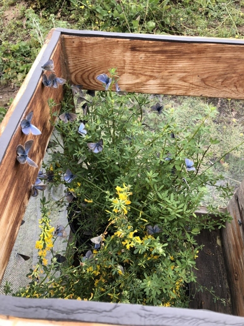 several blue butterflies sitting on a green bush inside a wooden box