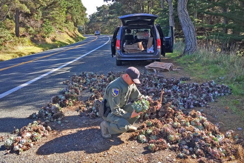 A game warden crouching by the side of the road with several succulents