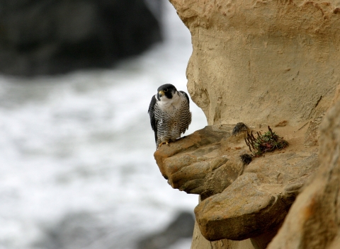A mottled-white breasted raptor with a dark gray cap and wings perches atop a sandstone ledge adjacent to the crashing waves
