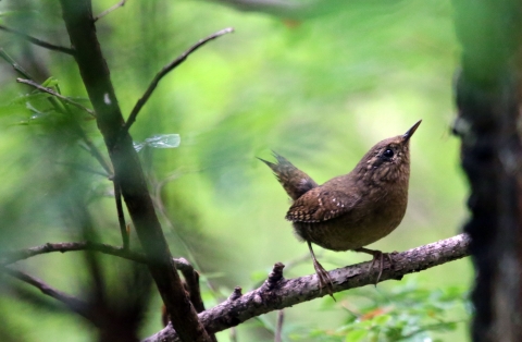A little brown bird with an upturned tail looks up into the green foliage