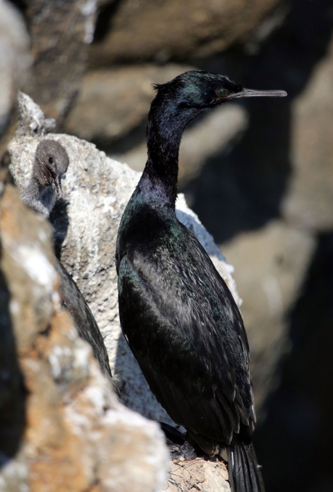 A sleek irridescent-black seabird with a tiny gray chick perch atop a sheer cliff face