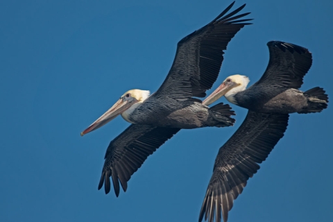 Two large brown birds with white heads, curved necks, and long tan bills fly before a blue sky