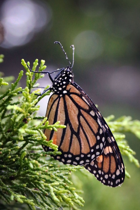 black, orange and white butterfly sits on green plant