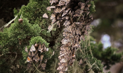 More than 50 orange, black and white butterflies clustered together hanging on tree