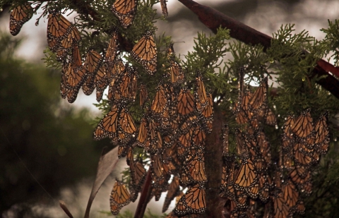 More than 50 orange, black and white butterflies clustered together hanging on tree
