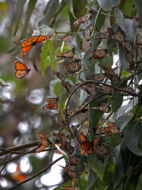 Several black, orange and white butterflies sit on tree branch with two landing on branch