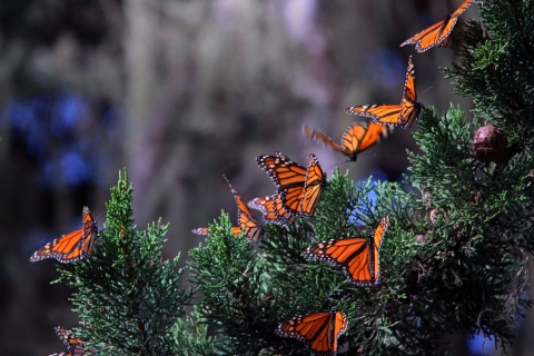Several black, orange and white butterflies sit on green tree branch