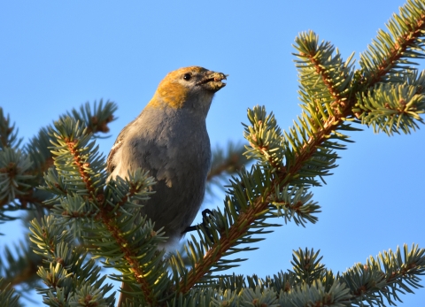 A female pine grosbeak in a pine tree