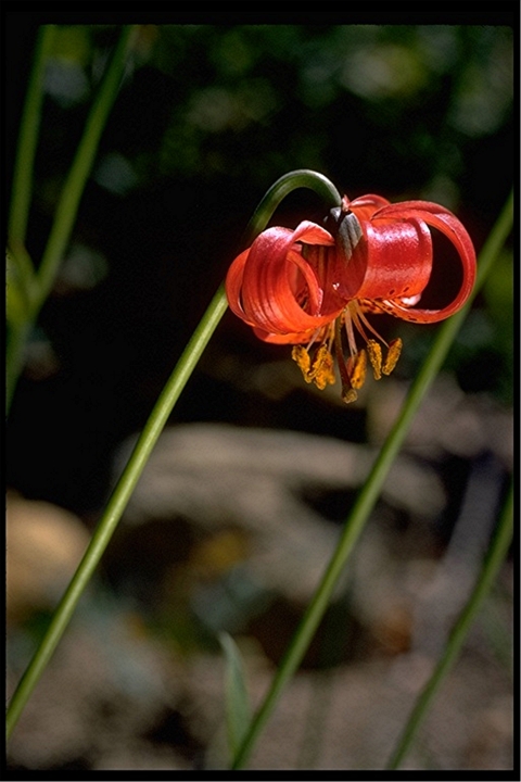 the dark orange petals of the pitkin marsh lily curl outward revealing a bright yellow stamen
