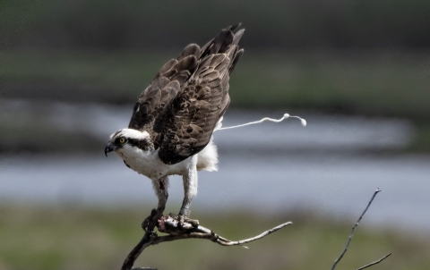 A brown and white bird poops before launching into flight.