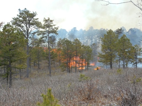 A fire burns in a pine forest at Camp Edwards
