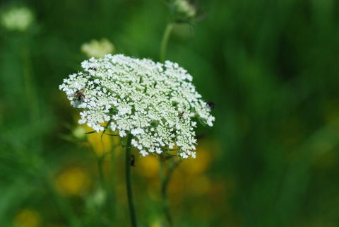 Queen Anne's lace in bloom