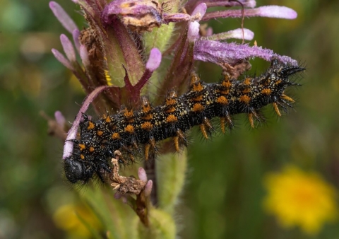 black and orange caterpillar eating purple flower