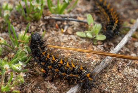 two black and orange caterpillars eating green plant