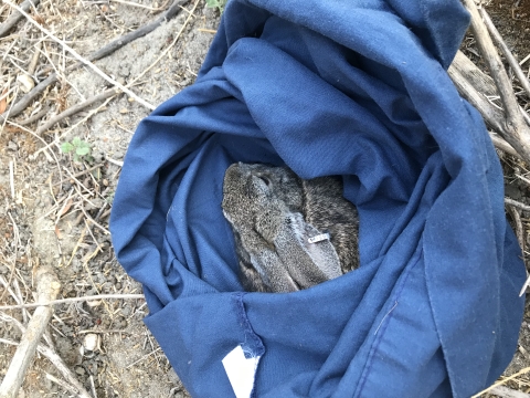A brownish-gray riparian brush rabbit head is visible popping out of a blue bag that's used to hold a rabbit during exams. 