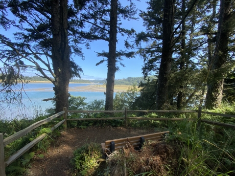 A bench, surrounded by trees and ferns, overlooks a sunny bay and marsh