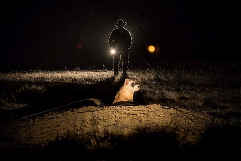 A man in a hat shines a flashlight at night on a small mammal called a black-footed ferret at UL Bend National Wildlife Refuge.