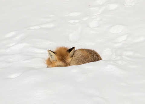 A red fox curled up for a nap in the snow