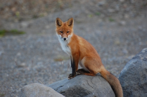 Red fox on a rock