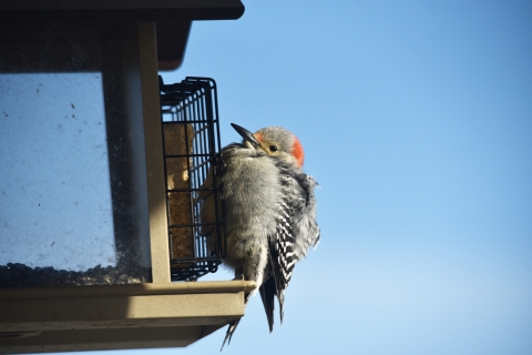 A red-bellied woodpecker with fluffed up feathers visits a suet feeder on a winter day