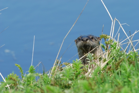 A river otter curiously peering out from a field of grass with a blue sky overhead