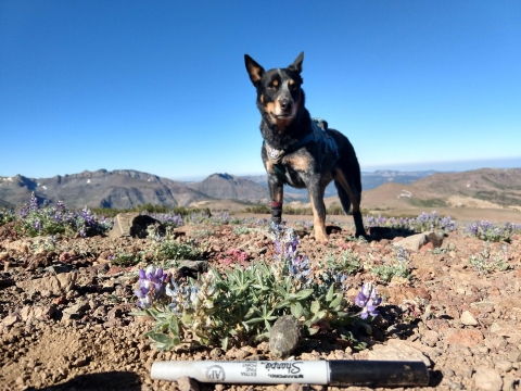 a black and brown australian cattledog stands watch over fox poop it found along a high mountain ridge. The poop is next to purple flowers.