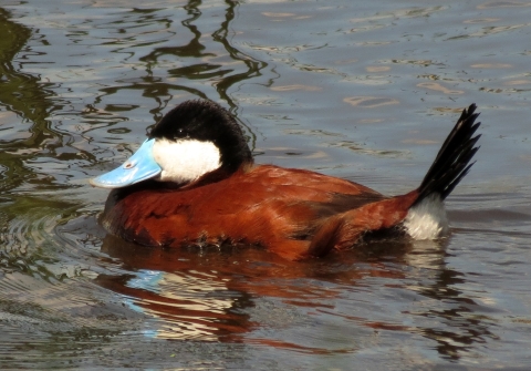 Male ruddy duck on the water