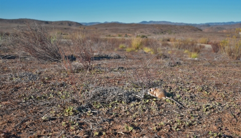 A Stephens' kangaroo rat sitting on grassland faces away from the camera. 