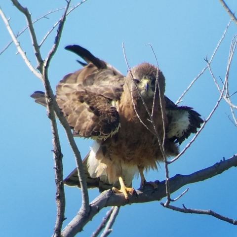 A brown hawk with a yellow bill perches on a tree branch with it's feathers ruffled.