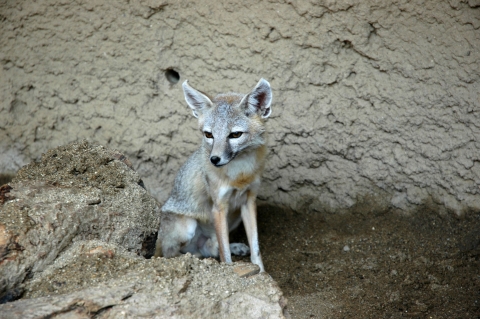 A small gray-ish fox with pointy ears and white around its eyes sits in rocky terrain