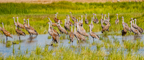 Tall, long-legged birds stand in a marsh. The birds have greyish bodies, white faces, and a cap of red feathers on each of their heads. 